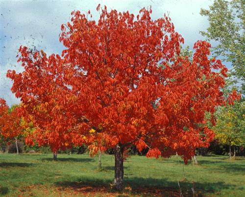Ohio-Buckeye