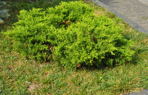 Sherwood-Park-Juniper