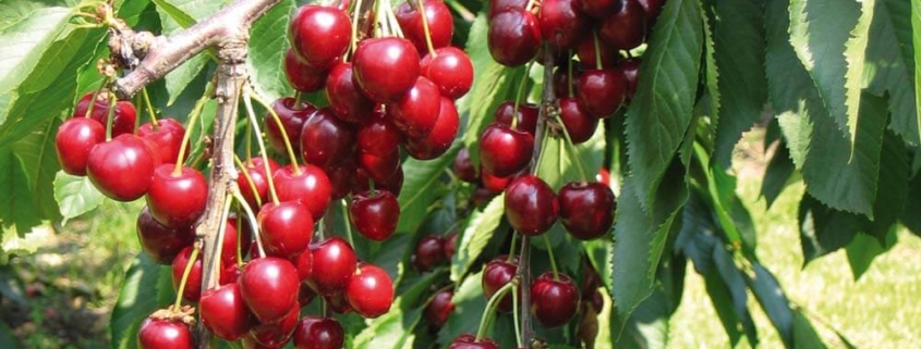 fruits-cherry-tree-stella