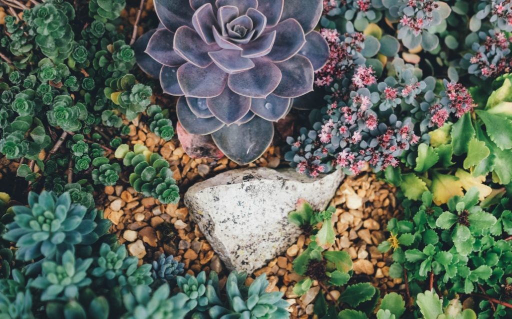 plants
