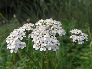 Common-Yarrow