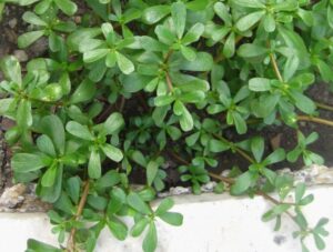 Purslane