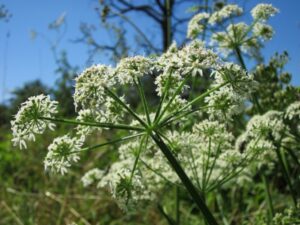 cow-parsnip