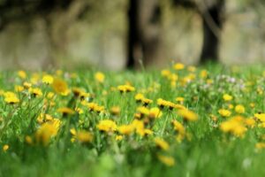dandelions