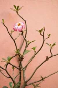 desert-rose